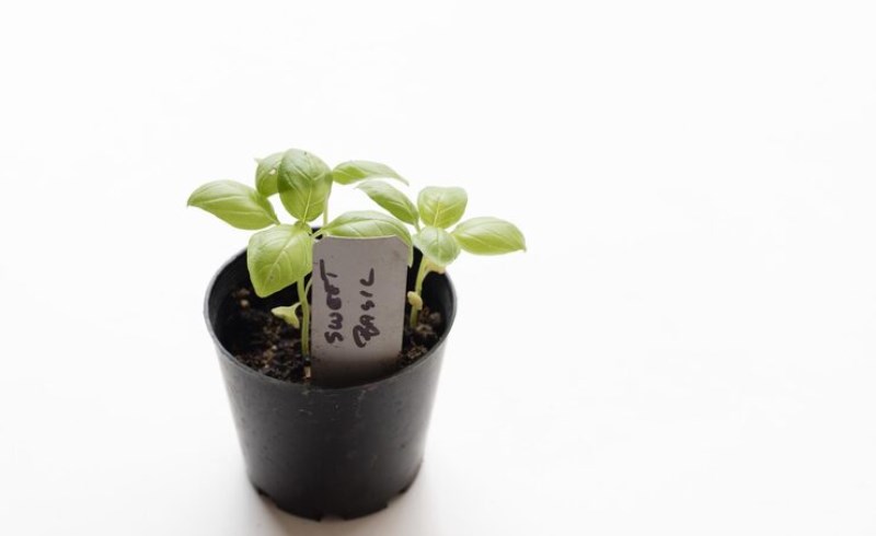 푸른-싹이-돋아나는-화분과-그-옆에서-일기를-쓰는-사람의-손