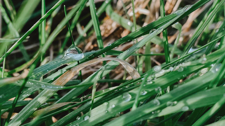 만세력 지지 사화, 칼날 같은 직관력으로 승부하는 빠른 상황 판단력의 비밀 3 풀숲을 빠르게 움직이는 뱀