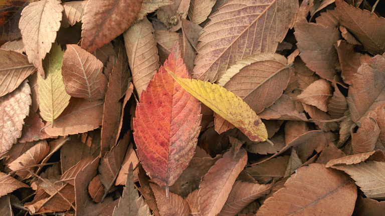 가을 낙엽과 함께 놓인 금속 장식품