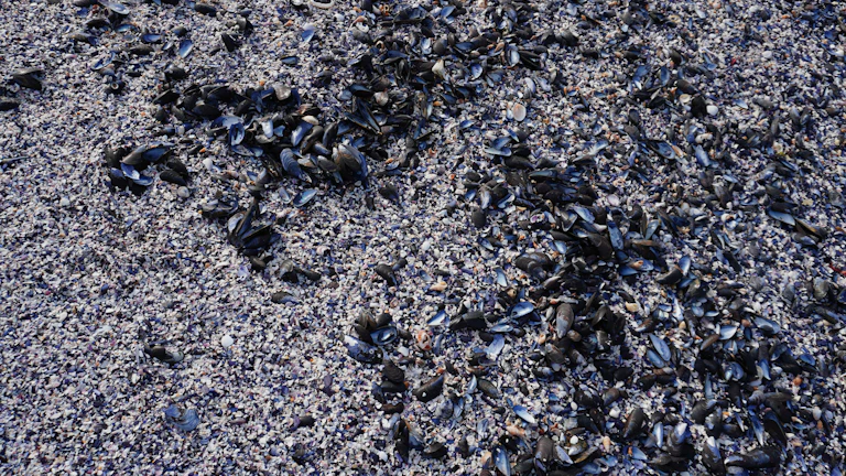 검은콩과 미역 등 블랙푸드