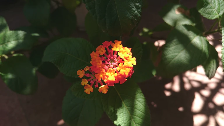 내 사주 묘지에 갇힌 재물운 깨우는 개운법 3 씨앗에서 피어나는 꽃