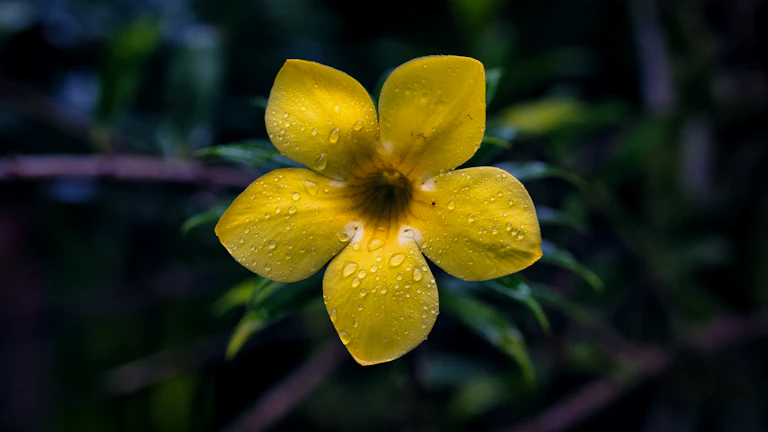 사주 나에게 맞는 행운의 우산 색상, 비 오는 날 개운법 최고 총정리 1 비 오는 날 밝은 노란색 우산