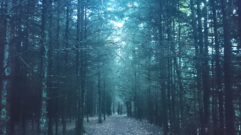 사주 일주별 여행 방향, 운을 깎아먹는 최악의 방위와 개운법 총정리 2 어둡고 울창한 숲길
