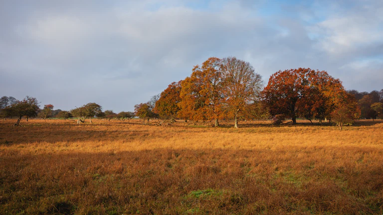 가을 들판에 서 있는 강아지