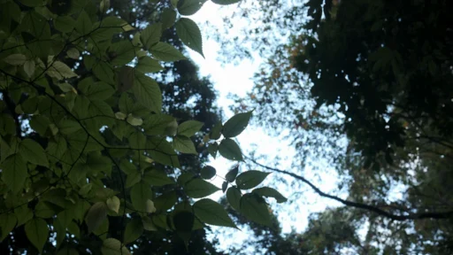 사주 나에게 맞는 행운의 차량 내부 디퓨저 향기 추천 5