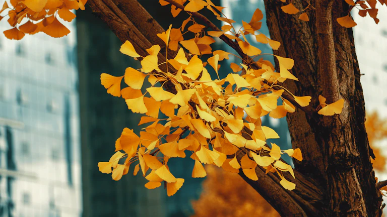 풍요로운 재물운과 성장하는 나무