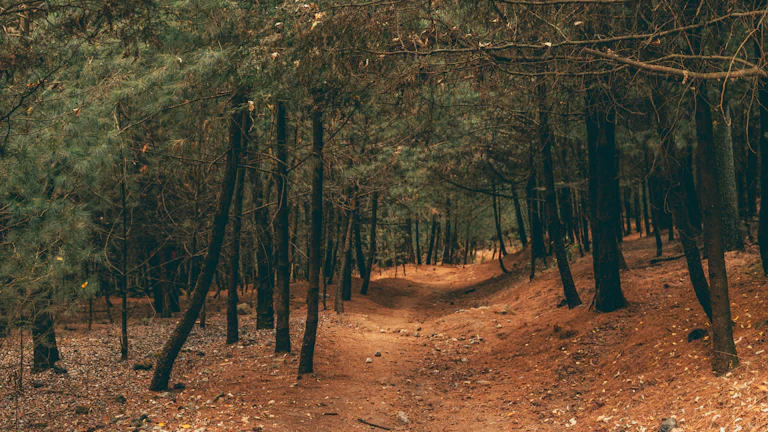 푸른 숲과 맑은 하늘 풍경