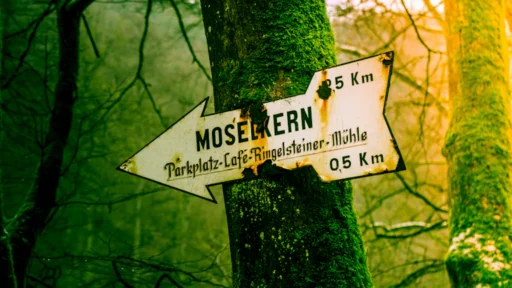 목기운 부족 개운법 및 무력한 일상을 깨워 재물운과 실행력을 잡는 법 3