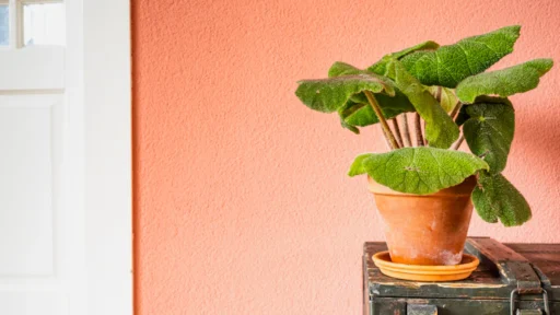 목기운 부족 사주 재물운 높이는 2026년 개운법 5