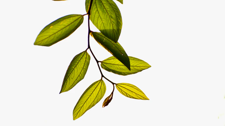 사주 화(火) 과다 성격 급할 때 마시는 개운 차 추천: 마음의 불길을 잠재우는 비법 3 말린 허브 잎들