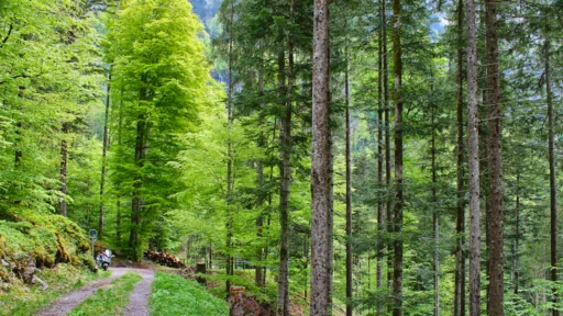 사주 목(木) 부족, 창의력이 메마를 때 숲 체험으로 생명력을 채우는 개운법 1