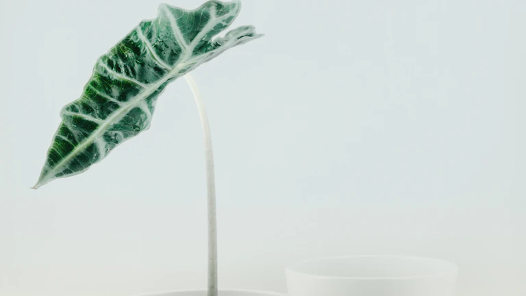 돈이 자라는 식물을 바라보는 사람