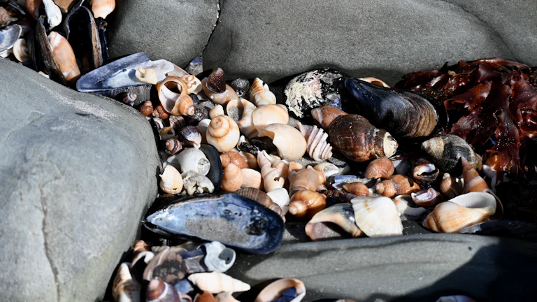 사주 금(金), 치아 건강이 약해지기 쉬운 금다자 사주를 위한 소금 가글 개운법과 체질 개선 전략 2 정갈하게 담긴 천일염 그릇