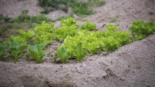 사주 토(土) 부족, 뿌리 채소 식단으로 땅의 기운 채우는 비법 3