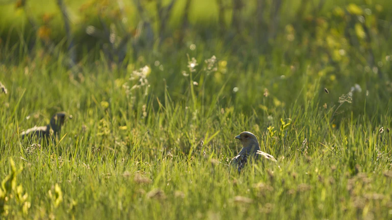푸른 초원에서 뛰노는 토끼