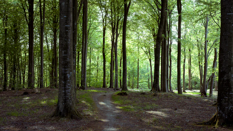 사주 관성, 직장 스트레스 해결하는 개운법과 심리 처방전 총정리 3 고요하고 평화로운 숲길 산책로