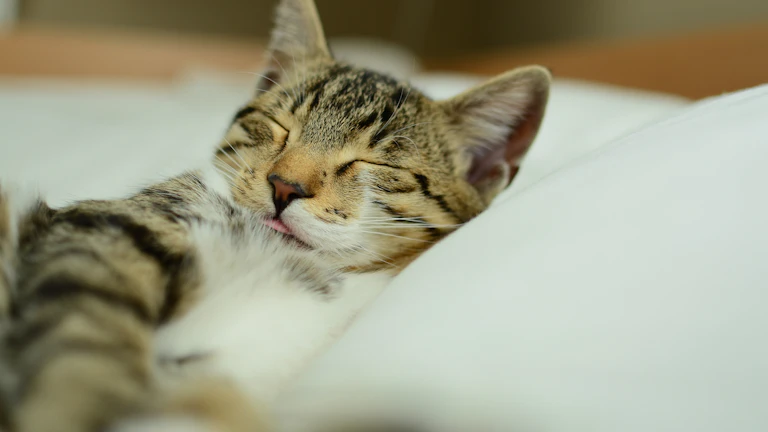 합격운 상승, 사주 반안살 방향으로 머리 두고 자면 놀라운 변화가! 2 침대에 누워 동쪽을 바라보고 있는 모습