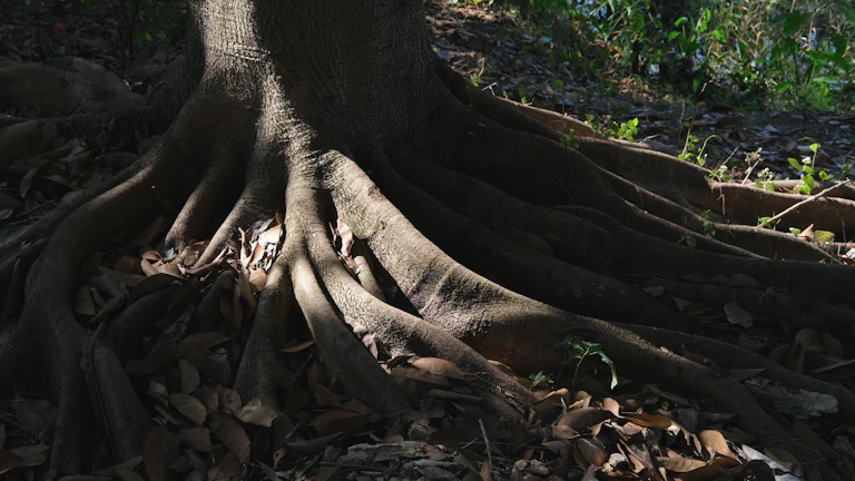 깊게 뿌리 내린 강인한 나무