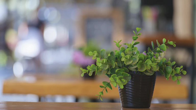 책상 위에 놓인 다양한 다육식물