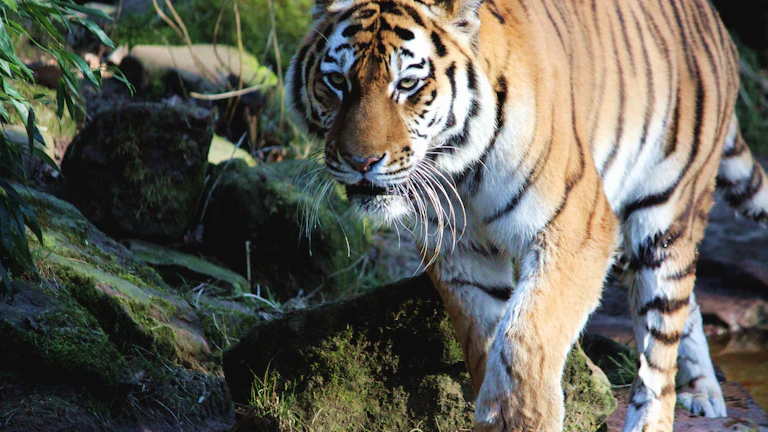 힘차게 달리는 호랑이