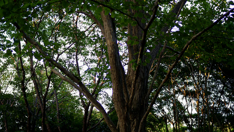 하늘을 향해 뻗은 나무 자세