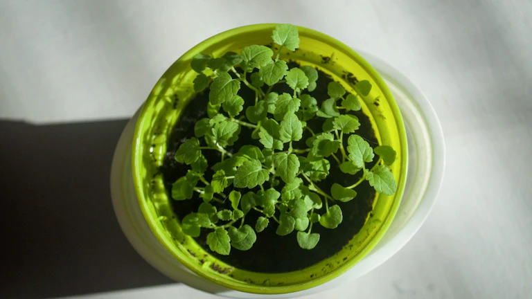 흙에서 돋아나는 어린 새싹