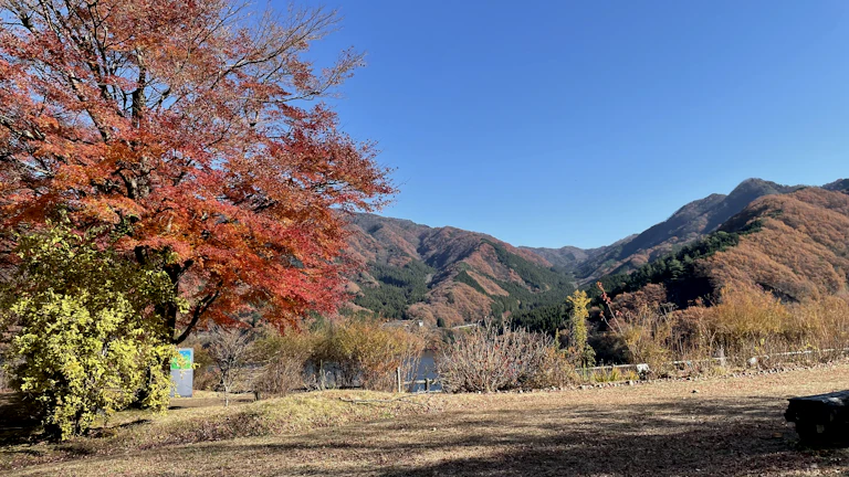 몸이 차갑고 무기력할 때 금기운 채워 활력 되찾는 법 5 금색과 갈색의 다양한 색조를 띤 가을 나뭇잎