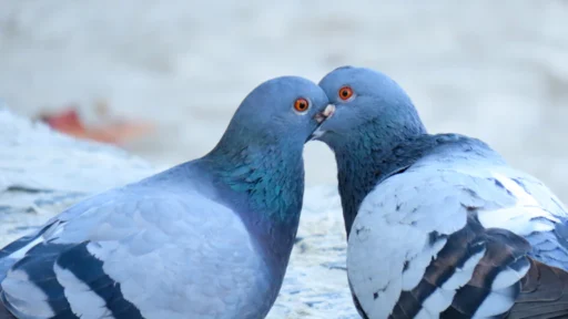 묘오파 궁합, 이유 없이 틀어지는 관계 개선 비법 5
