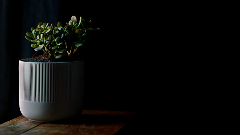 초록 식물로 가득 찬 방