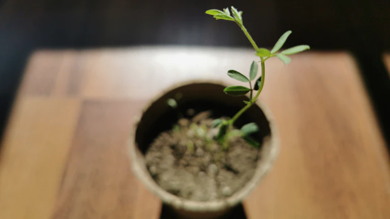 돈이 새는 당신의 지갑, 막는 비결과 재물복 채우는 팁 3 돈이 자라나는 식물