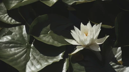 일상 속 마음 다스리는 개운법 3