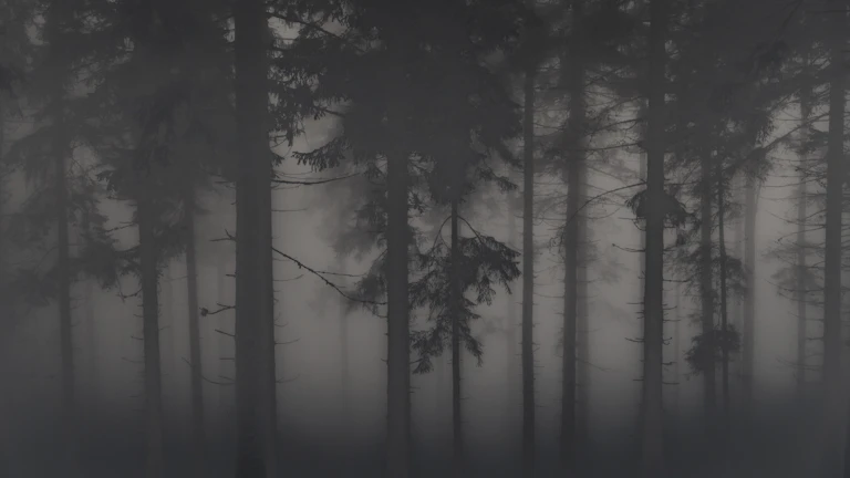 늘 불안하고 결정 못 할 때 필요한 마음 다스리기 3 평화로운 숲