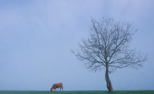 사주 명리학의 조후론적 관점에서 본 월지 중심의 궁합 분석 및 인월생의 월별 조후 적합도 연구 7