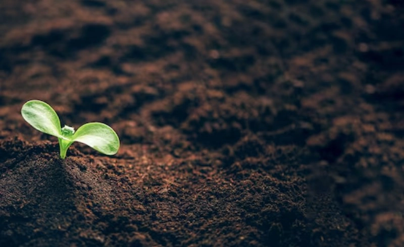 땅속에서 싹을 틔우는 씨앗
