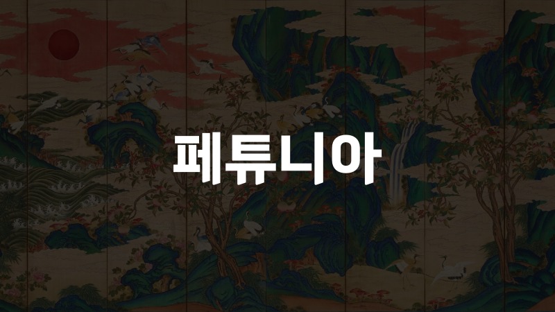 페튜니아