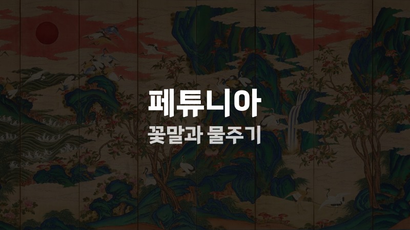 페튜니아 꽃말과 물주기